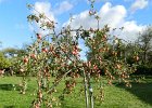 DSCN1367b