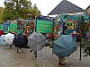 DSC04922.jpg