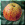 double bon pommier