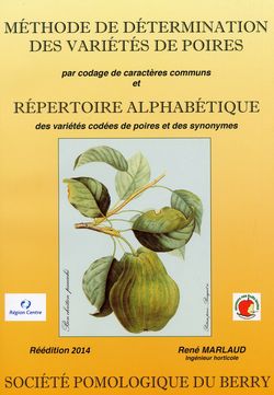 poire_recto.jpg (82689 octets)