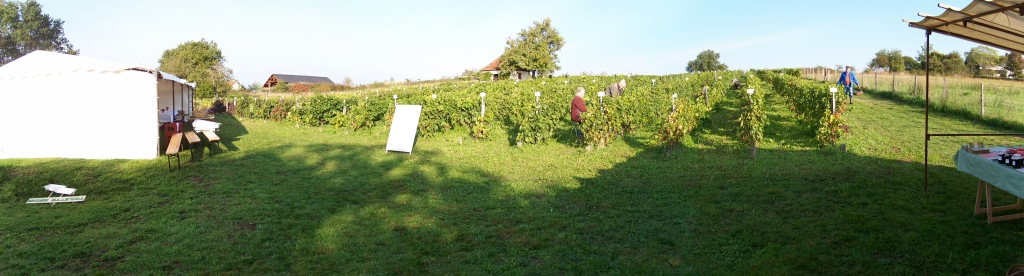vendanges_2015_11.jpg