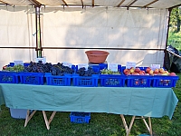 vendanges_2015_08.jpg