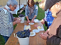 vendanges_2015_12.jpg