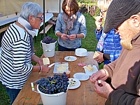 vendanges_2015_13.jpg