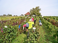 vendanges_2015_16.jpg