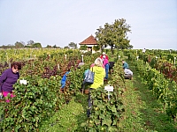 vendanges_2015_17.jpg