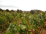 DSCN0900.jpg