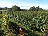 DSC04155.jpg