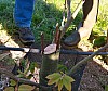 greffe_chaitaignier_030.jpg greffe_chaitaignier_030.jpg