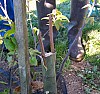 greffe_chaitaignier_115.jpg greffe_chaitaignier_115.jpg