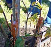 greffe_chaitaignier_141.jpg greffe_chaitaignier_141.jpg