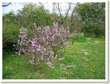 verger_ecole_2007_02