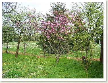 verger_ecole_2007_06