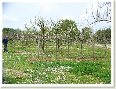 verger_ecole_2007_07